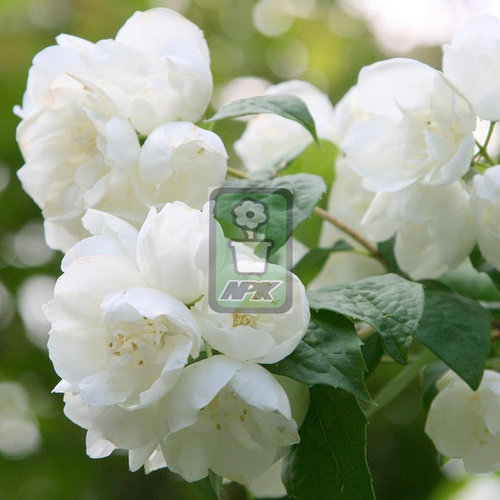 山梅花 纯真  花灌木 耐寒花园植物  万花镜