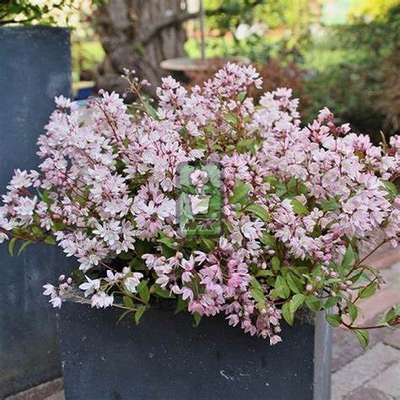 溲疏 雪樱花 花灌木 耐寒花园植物  万花镜