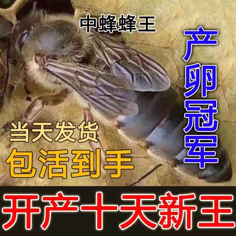 广西中蜂王阿坝开产王阿坝高产王双色王土蜂仓蜂红背黄色产卵伏牛