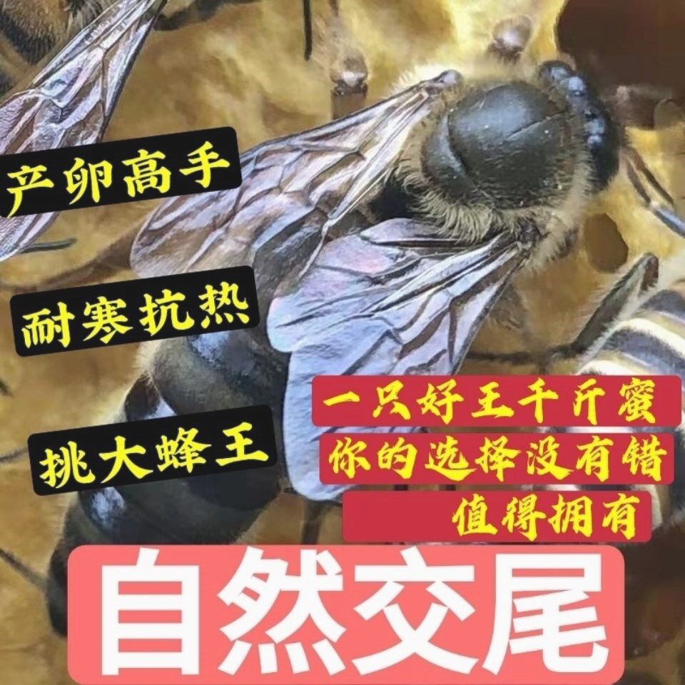 中蜂蜂王广西黑王野生大头优质爆产种王台高产四川阿坝中蜂产卵王