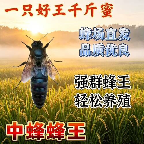 【今年新开产王】中蜂蜂王中蜂开产新王整箱蜜蜂伏牛阿坝双色野外