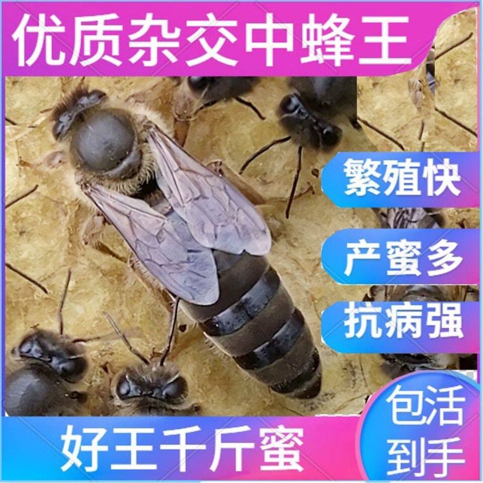 强群产卵王中蜂蜜蜂种王优质活体产卵高产王阿坝王土蜂新开产王
