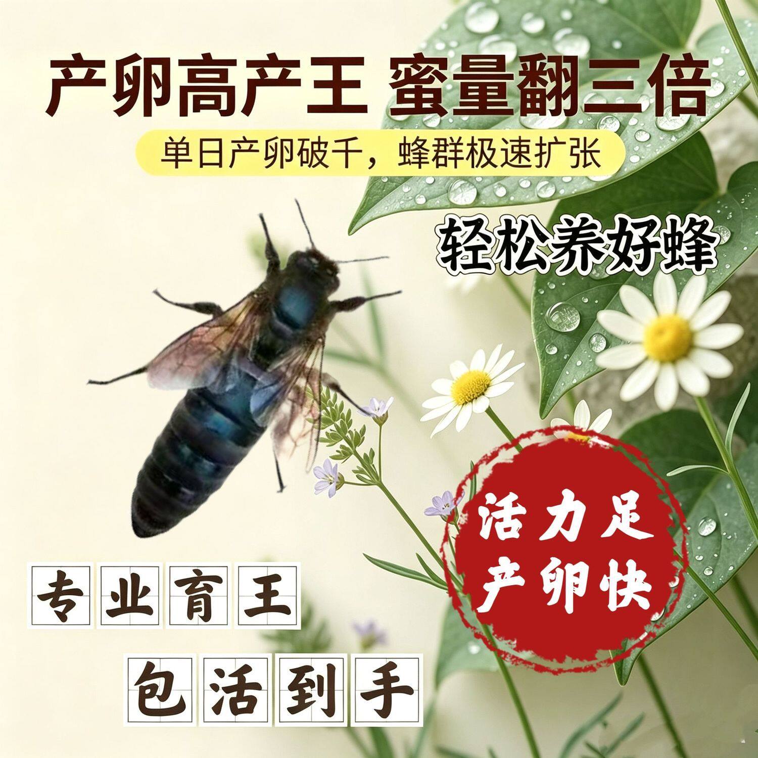 中蜂蜂王交尾阿坝蜜蜂土蜂产卵广东优质杂交开产王纯云南蜂王本地