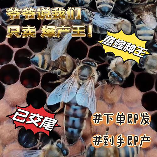 意蜂蜂王出售开产王交尾东北王意生产产子新王产卵成品带子意蜂王