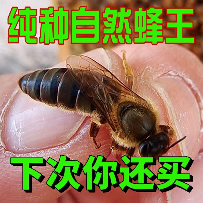 中蜂蜂王纯种王台优质高产新开产卵王自然土蜂阿坝仓王双色处女王