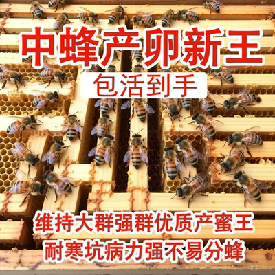 优质中华新开产中蜂王中蜂蜂王伏牛王强群纯自然交尾贵州广东土蜂