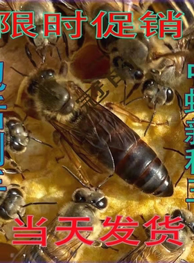 广西优质中蜂蜂王种王高产土蜂交尾双色新开产卵仓王阿坝伏牛蜜蜂