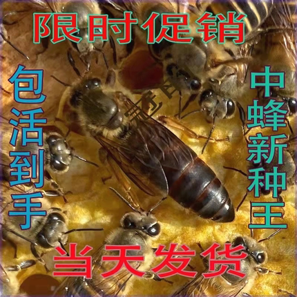 广西优质中蜂蜂王种王高产土蜂交尾双色新开产卵仓王阿坝伏牛蜜蜂