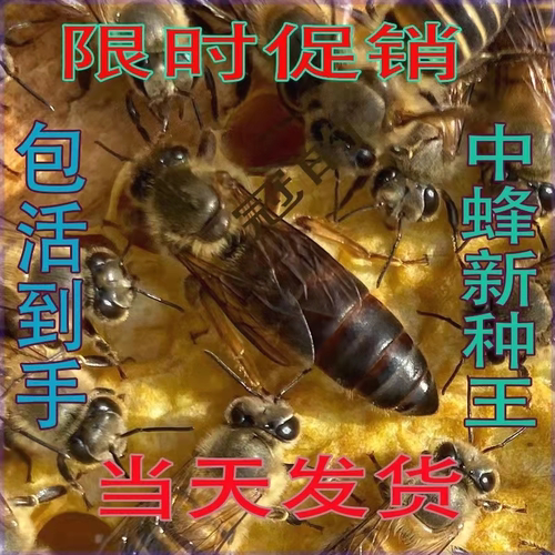 广西优质中蜂蜂王种王高产土蜂交尾双色新开产卵仓王阿坝伏牛蜜蜂