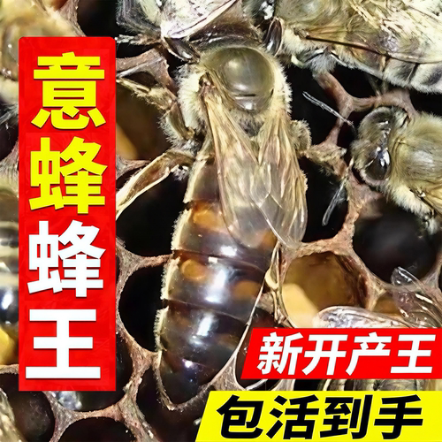 意蜂蜂王出售蜂群种王高产王喀尔巴阡产卵王生产王密王浆型产子王