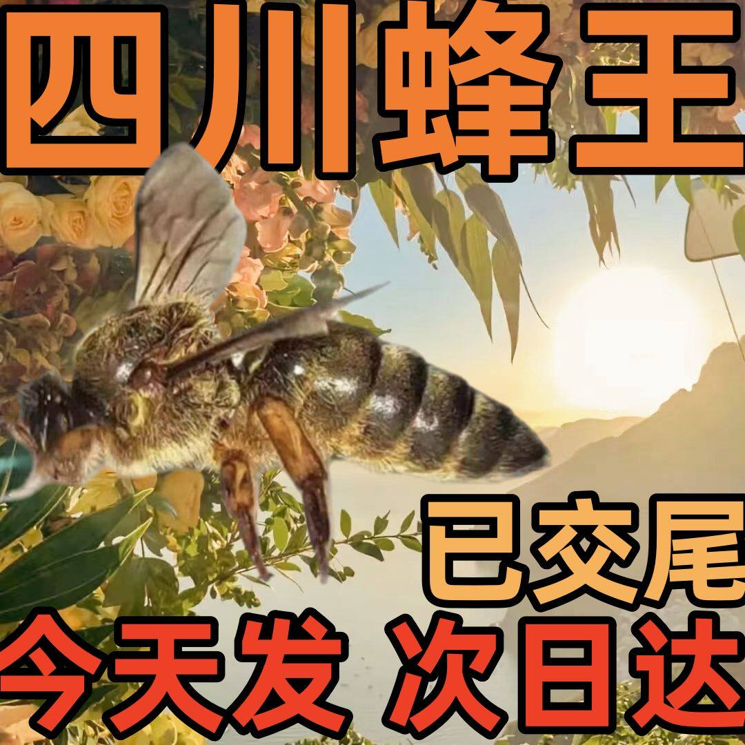 中蜂蜂王种王优质四川阿坝开产王已交尾蜜蜂王野生土蜂中蜂产卵王