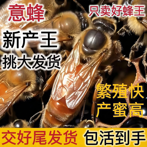 意蜂蜂王出售开产王交尾东北王意生产产子新王产卵成品带子意蜂王