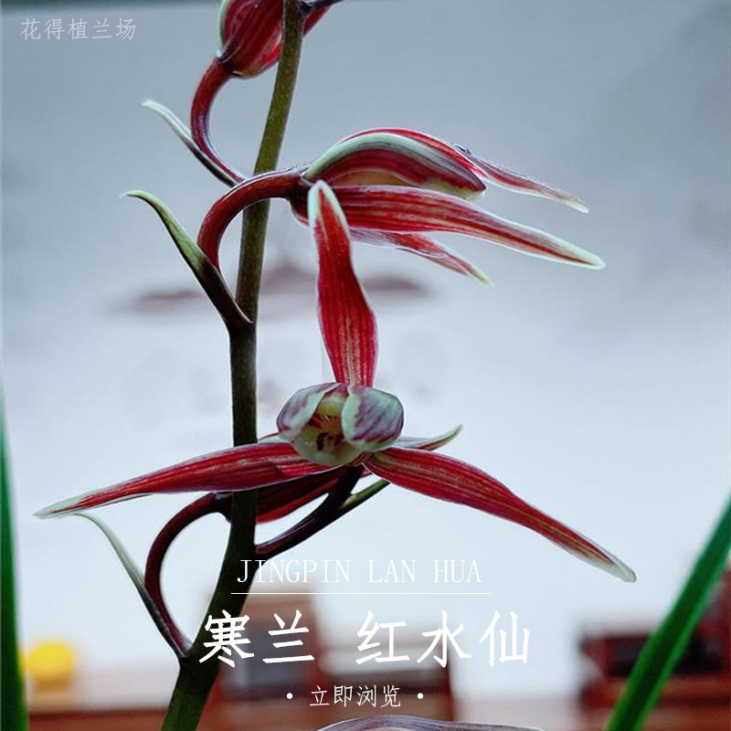 寒兰红水仙兰花苗红蜻蜓壮苗浓香型带花苞正品室内庭院绿植花卉