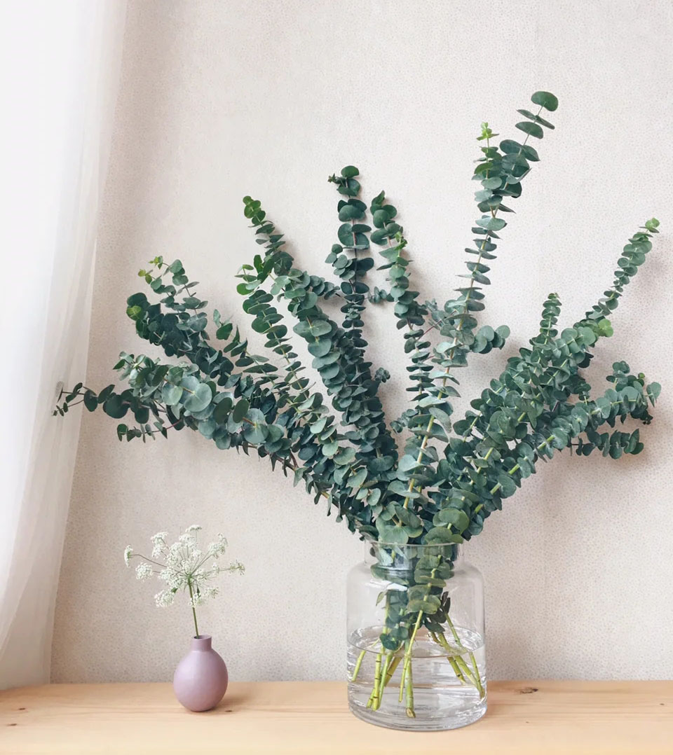 国产昆明尤加利叶桉树叶居家办公室水养鲜花江浙沪皖 2扎顺丰包邮