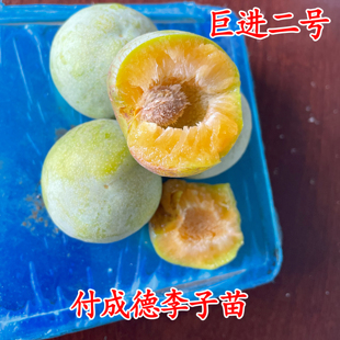 巨进二号李子苗
