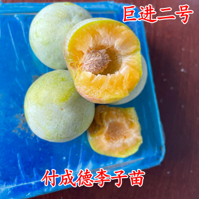 巨进二号李子苗
