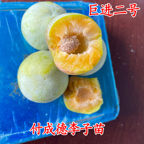 巨进二号李子苗