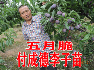 五月脆 早熟一点红 凤凰李四川眉山付成德嫁接脱骨脆李子树苗