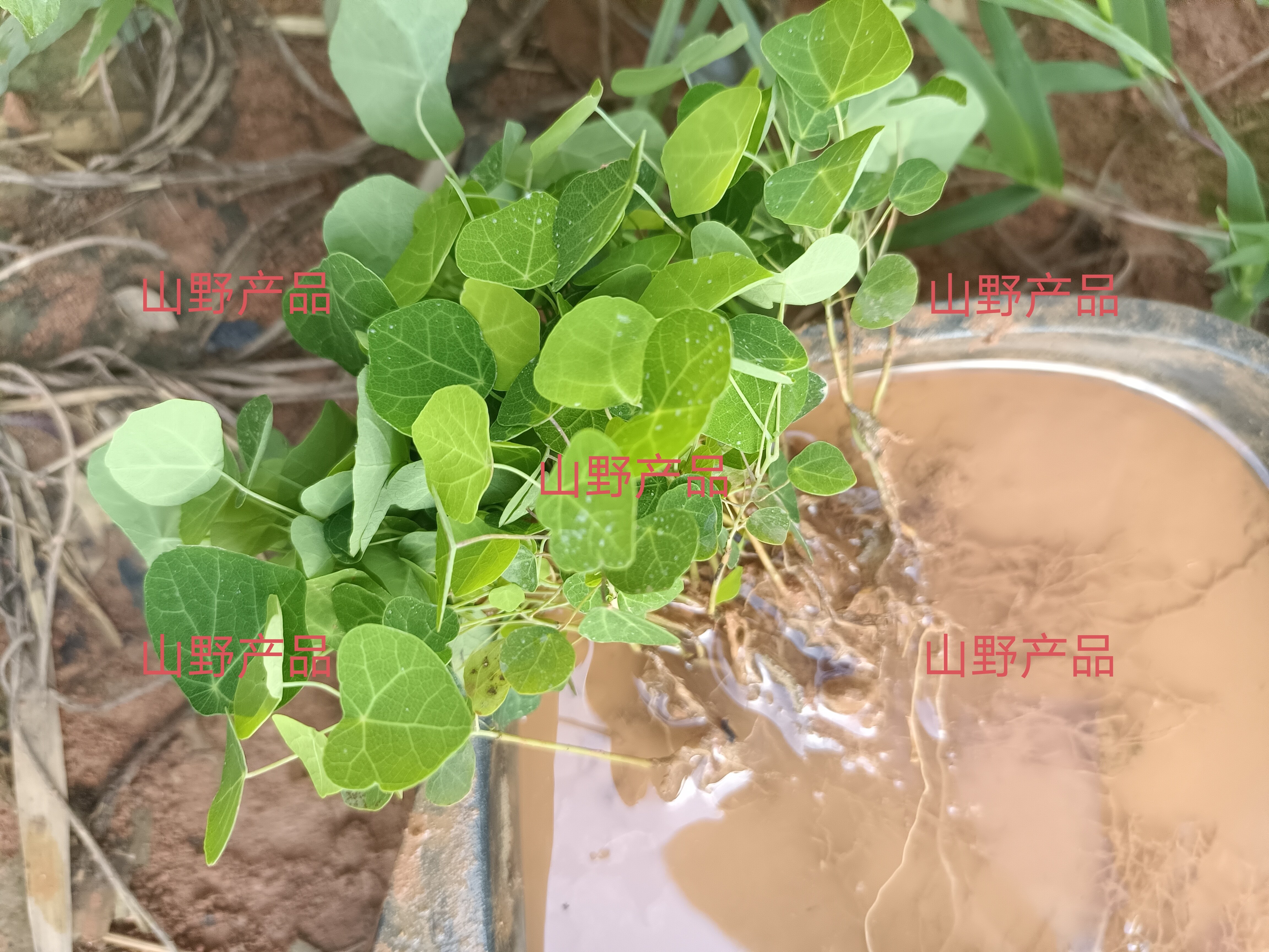江西正品粉防己种苗粉防己苗土木香金线吊葫芦汉防己中药材种植苗图片