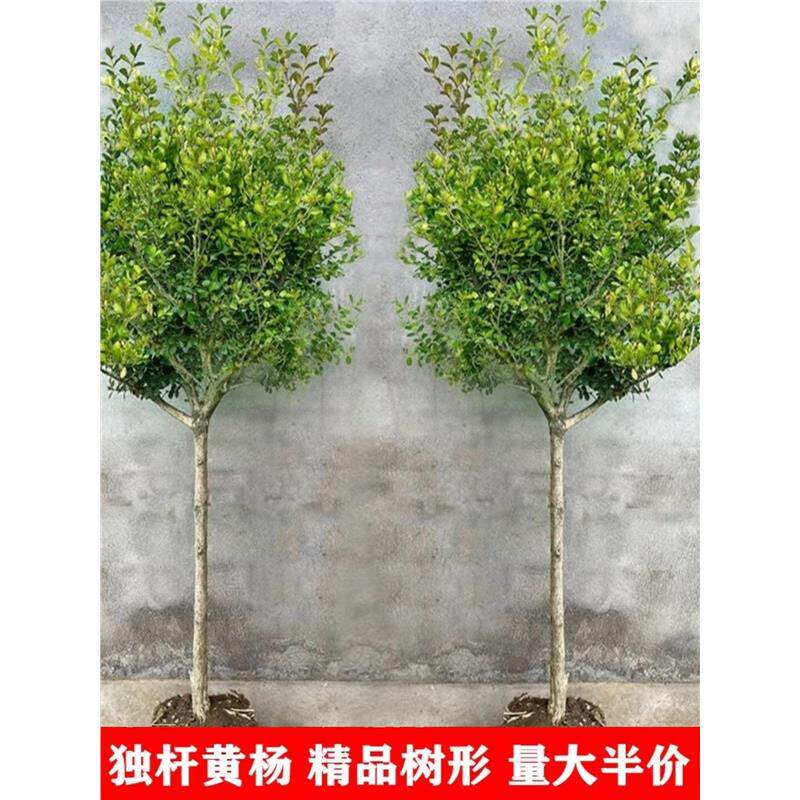 独杆黄杨树苗别墅庭院大型盆景耐寒四季常青易成活小叶瓜子黄杨苗