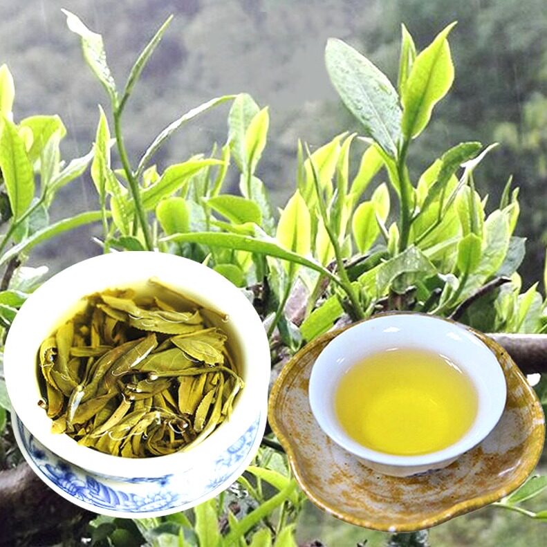 云南普洱茶生茶特极散茶2025新茶明前春茶花香晒青毛茶纯生态茶叶