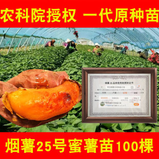 山东正宗烟薯苗红薯秧苗农科院蜜薯25号藤种苗糖心地瓜苗山芋苗子