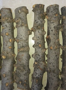 野生花椒树枝DIY制作磨牙棒雕刻把件原料天然花椒木料棍手杖手串