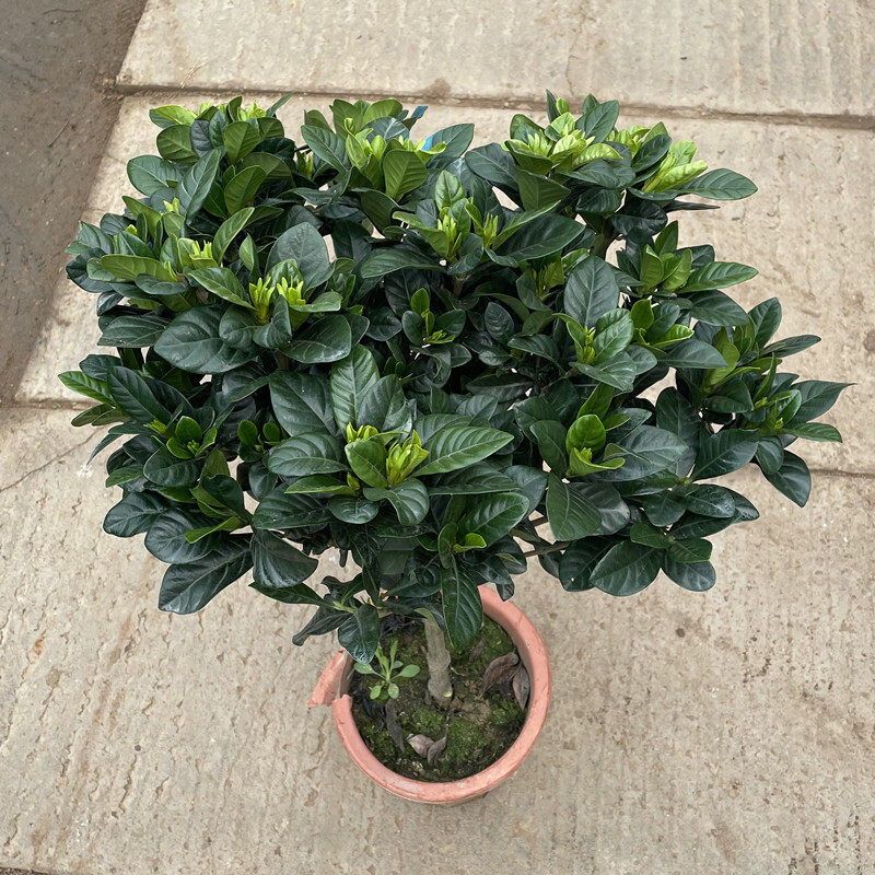 大叶牡丹栀子花四季盆栽大花独杆栀子花重瓣树苗浓香型阳台客厅