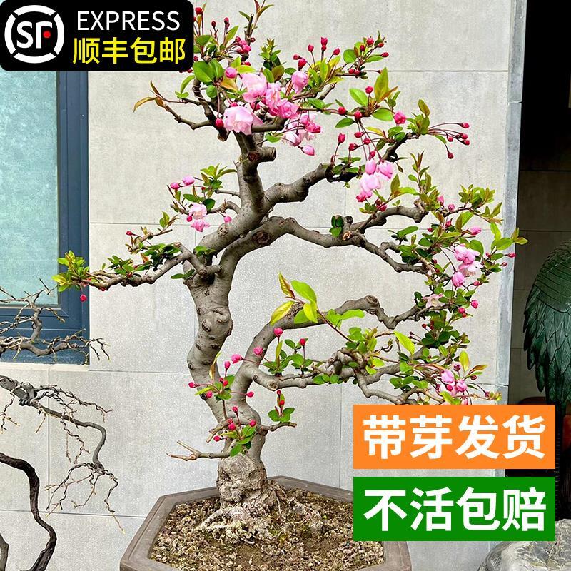垂丝海棠花盆栽鲜花四季开花树苗盆景老桩花卉植物室内花绿植真花
