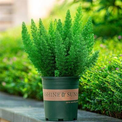 狐尾天门冬盆栽绿植大盆多年生四季常绿植物 阳台庭院花园花苗