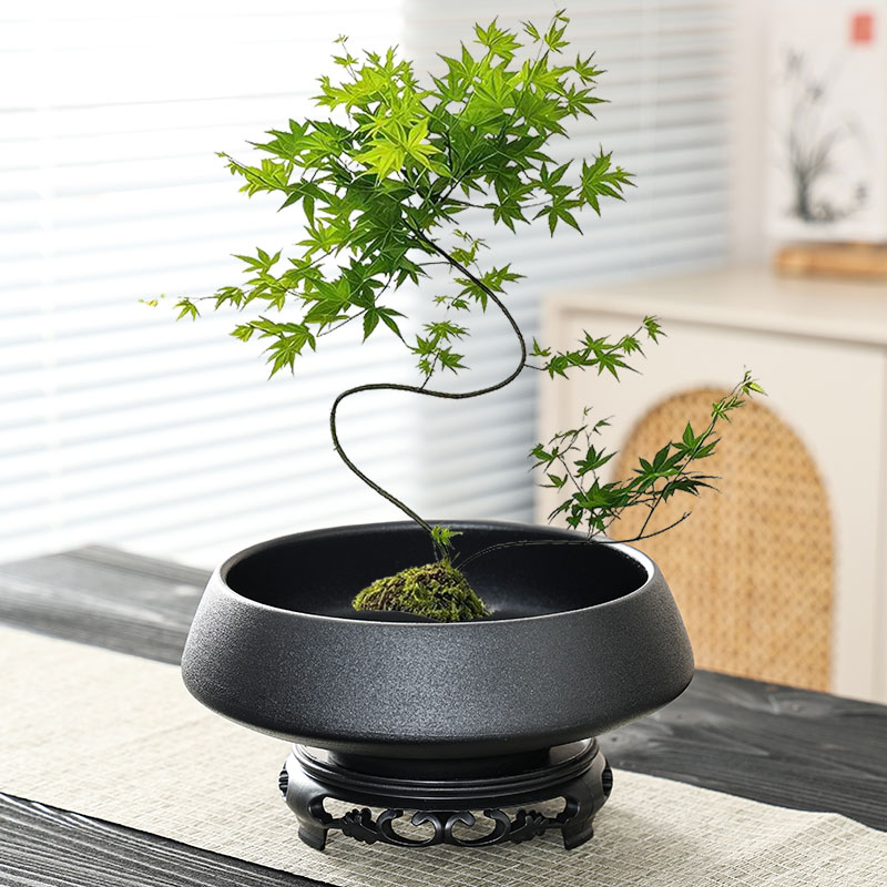 禅意流泉枫蕨类花盆陶瓷大号家用苔藓球佛手柑大口径盆景水培器皿