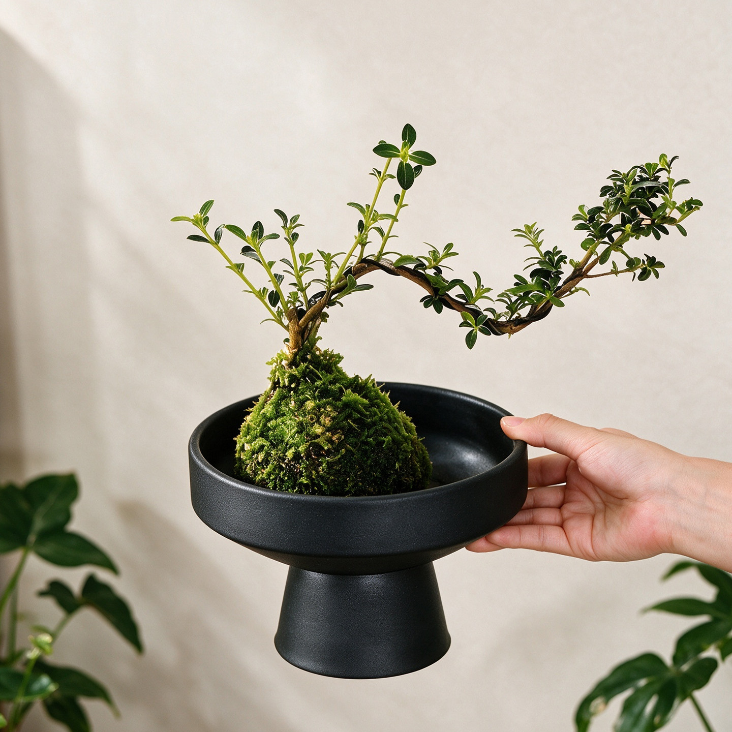 禅意蕨类苔藓球花盆陶瓷大号家用流泉枫佛手柑大口径盆景水培器皿