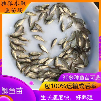 白鲫高背鲫工程鲫湘云鲫银鲫鲤中科3号5鲫鱼苗饲料鱼淡水养殖活体