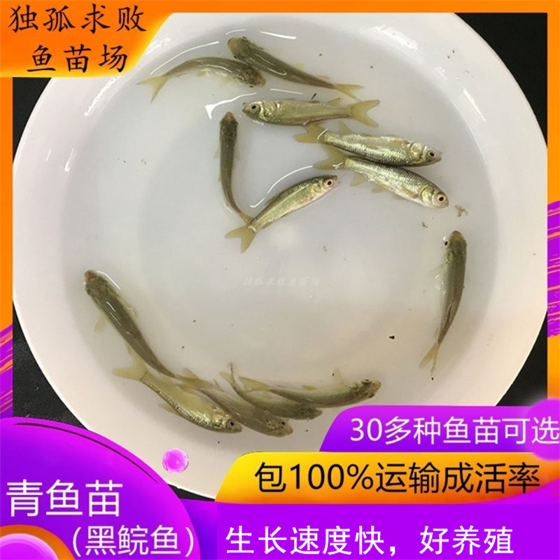 大螺丝青鱼苗鱼黑草黑鲩