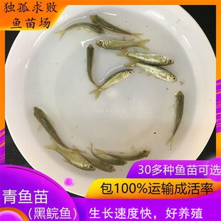 大螺丝青鱼鱼苗黑草鱼苗黑鲩鱼苗乌青灰鲩鱼淡水饲料鱼活体养殖鱼