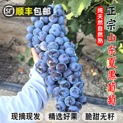 顺丰夏黑葡萄新鲜葡萄当季无籽大泽山黑提孕妇水果黑提黑加仑巨峰
