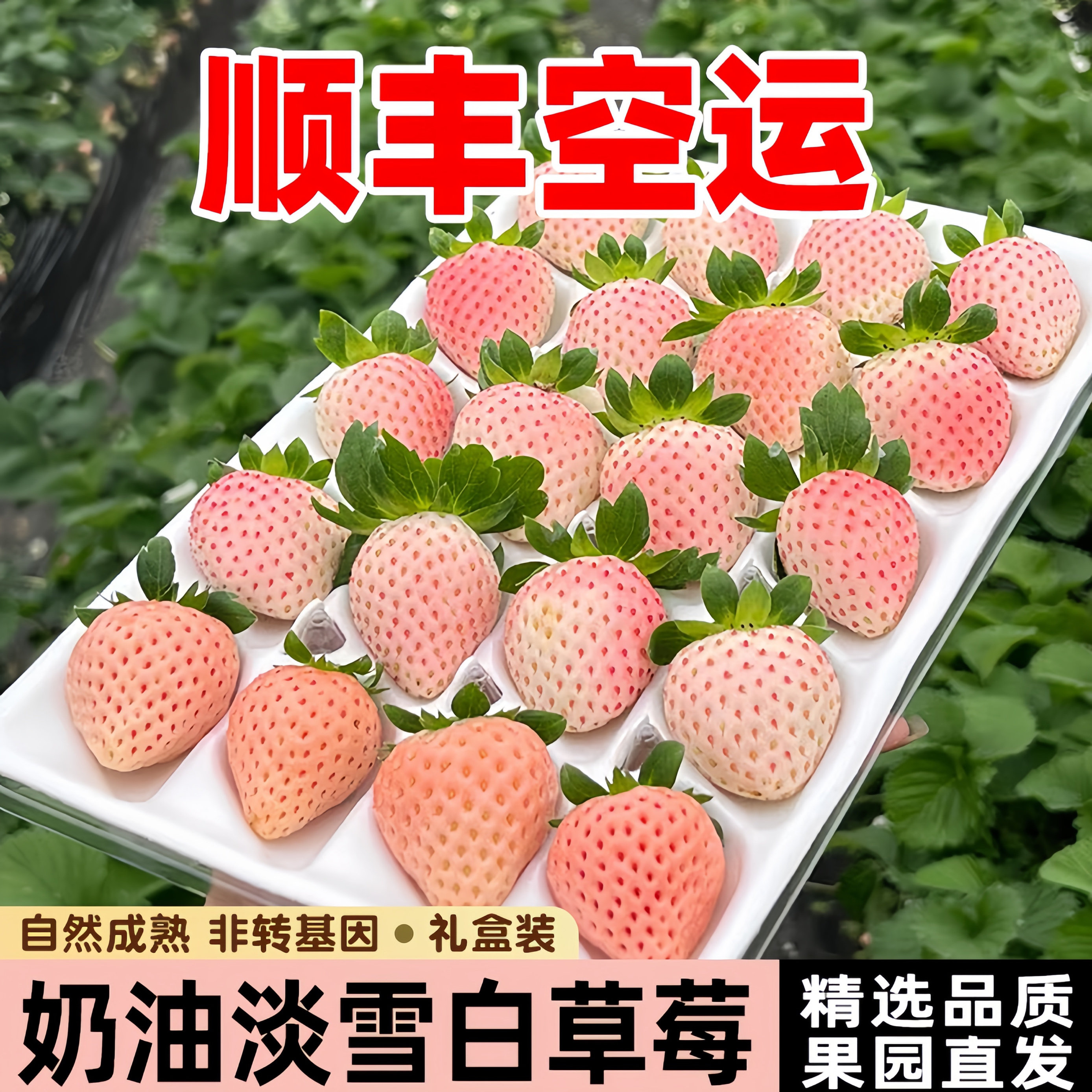 顺丰空运淡雪奶油白雪公主草莓新草莓