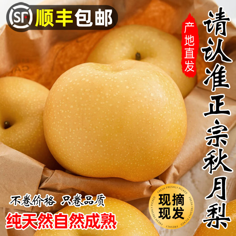 顺丰包邮正宗秋月梨天然不打药新鲜水果冰糖蜜梨山东莱阳莱西特产