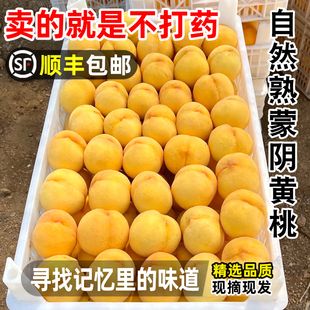 顺丰包邮黄桃新鲜水果山东蒙阴现摘锦绣黄金肉蜜非炎陵应当季毛桃