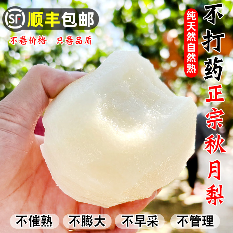 顺丰包邮正宗秋月梨天然不打药新鲜水果冰糖蜜梨山东莱阳莱西特产
