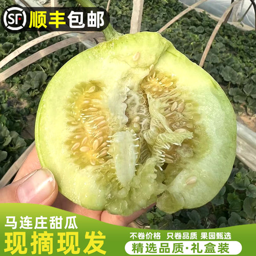 【顺丰】正宗马连庄甜瓜山东莱西甜瓜甜宝甜瓜脆甜孕妇新鲜水果