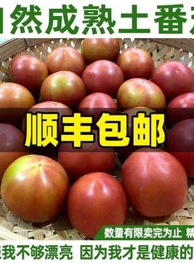 老人家自种番茄莱西本地西红柿无催熟不打药小时候味道健康老品种