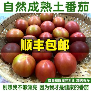 老人家自种番茄莱西本地西红柿无催熟不打药小时候味道健康老品种
