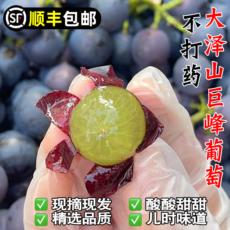 顺丰包邮青岛大泽山巨峰葡萄不打葡萄/提子
