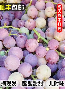 顺丰包邮青岛大泽山巨峰葡萄不打药新鲜现摘酸甜当季应季孕妇水果