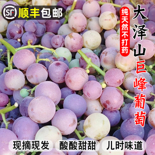 顺丰包邮青岛大泽山巨峰葡萄不打药新鲜现摘酸甜当季应季孕妇水果