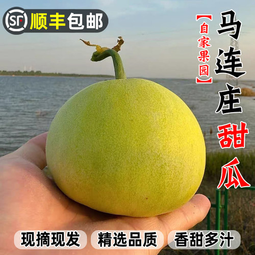 【顺丰】正宗马连庄甜瓜山东莱西甜瓜甜宝甜瓜脆甜孕妇新鲜水果