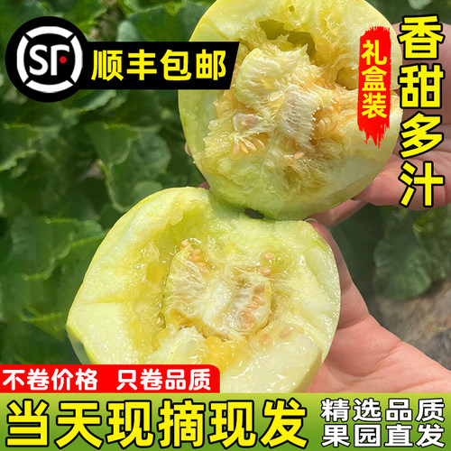 【顺丰包邮】正宗马连庄甜瓜莱西甜瓜甜宝甜瓜脆甜孕妇新鲜水果