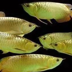 金龙鱼活鱼体高背B级金头满珠鳞蓝底重金属红龙马来西亚纯血金龙