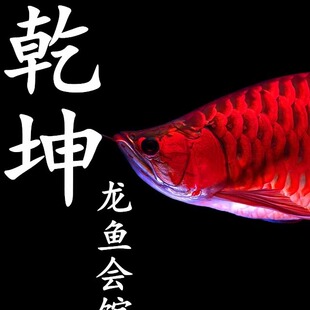 红龙鱼活鱼体苗印度尼西亚纯血血红绿皮辣椒金龙小鱼风水包邮